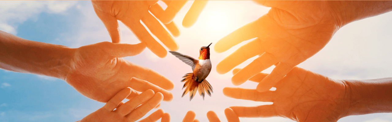 HandsCirclingHummingbird