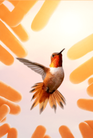 HandsCirclingHummingbird